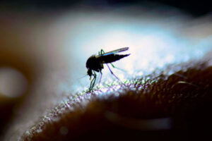 Key malaria parasite findings could lead to new treatments