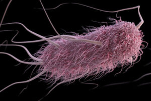 Senior author, James Fleckenstein, MD, Blood type affects severity of diarrhea caused by E. coli