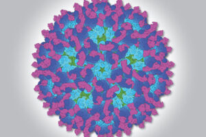 Mike Diamond, MD, PhD, co-senior author of data that could lead to drugs, vaccines for viral arthritis caused by chikungunya