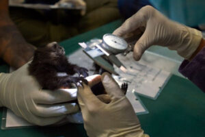 Jenn Philips, MD, PhD, co-director of Washington University ID Division and colleagues argue for Global wildlife surveillance that could provide early warning for next pandemic