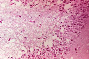 Paper Focused on Venezuelan Equine Encephalitis Virus Published in Nature
