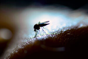 Researchers identify way to block alphavirus infection
