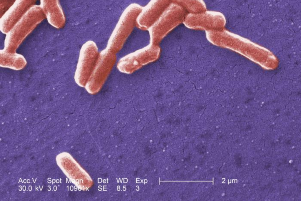 Under a high magnification of 10961X, this digitally-colorized scanning electron microscopic (SEM) image depicted a number of Gram-negative, rod-shaped, Escherichia coli bacteria of the strain O157:H7, which is a pathogenic strain of E. coli. CDC image, 2006.