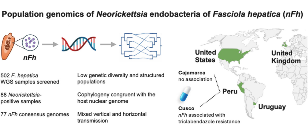 Population genomics of Neorickettsia endobacteria Fasciola hepatica (nFh) Of 502 F. hepatica WGS sample screened, there were 88 Neorickettsia-positive samples and 77 nFh consesus genomes. This suggests low genetic diversity and structured populations, cophylogeny congruent with the host nuclear genome, and mixed vertical and horizontal transmission. The study identified a strong association between Neorickettsia infection and triclabendazole resistance in one region of Peru, namely Cusco, while Cajamarca shows no association. Map shows Neorickettsia endobacteria associated with the liver fluke Fasciola hepatica are widely distributed across the U.S., Peru, Uruguay and U.K.