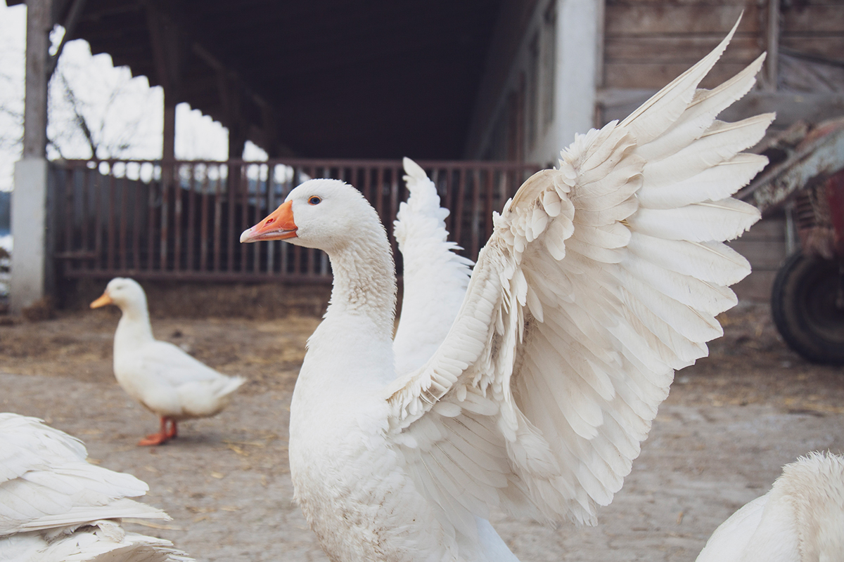 WashU Medicine researchers showed that an experimental bird flu vaccine provides strong protection in mice, even in animals previously vaccinated against seasonal flu. Delivered as a nasal spray, the vaccine guards the nose and upper airways better than a traditional shot, and it can be manufactured without eggs, making it more practical to scale up during an outbreak. (Credit: Getty Images)